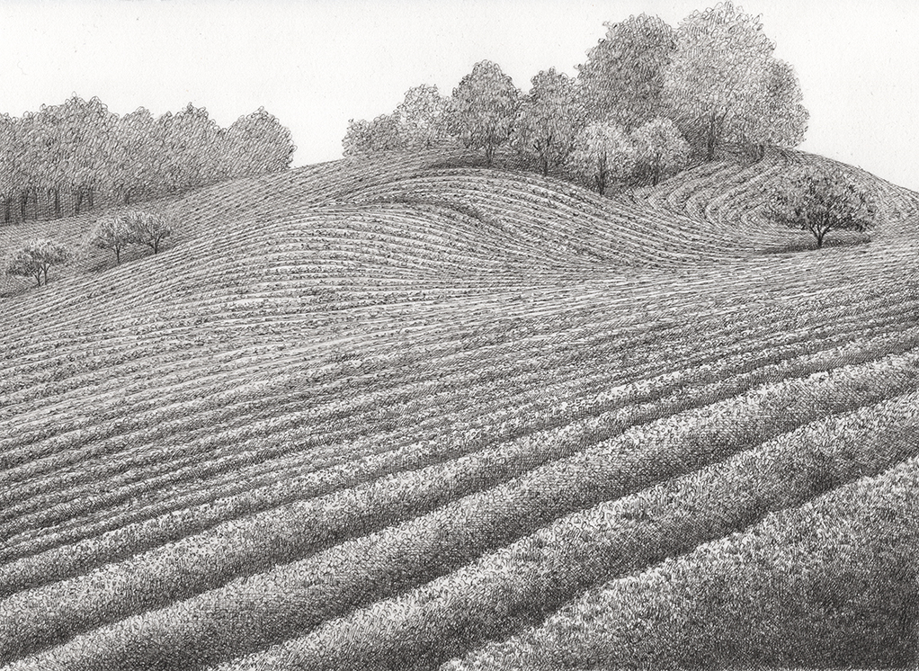 한국_보성_녹차밭